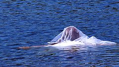 Beautiful women of a certain age show off their skills.